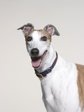 Portrait of Greyhound
