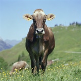 Cow in meadow