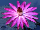 Water lily in pond