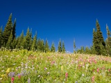 Buy Mount rainier national park at AllPosters.com