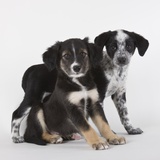 Brittany spaniel and Australian shepherd puppies