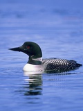 Adult Common Loon (Gavia Immer), Northern Saskatchewan, Canada
