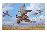 A Prairie Falcon Strikes a Ring-Necked Pheasant Feeding on Wheat Giclee Print