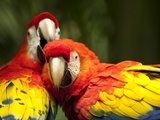 Buy Scarlet Macaws at Zoo Ave Park, Outside San Jose at AllPosters.com