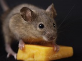 Artist's Choice: Mouse with Cheese