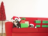 Dogs and Christmas gifts on sofa