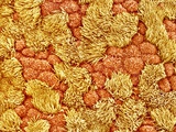Buy Cilia and mucous cells of oviduct (rat) at AllPosters.com