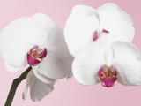 White Phalaenopsis orchids