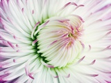 Buy Daisy at AllPosters.com