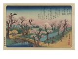Evening Glow at Koganei Bridge