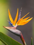 Bird-of-Paradise Flower on Maui