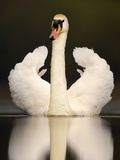Buy Adult Mute Swan in Threat Posture at AllPosters.com