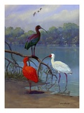 Various ibis perch lakeside.