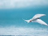 Buy Arctic Tern fishing in Jokulsarlon Lake at AllPosters.com
