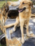 Dog Sitting on Rusted Car
