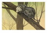 Buy A Painting of an Opossum Clinging to a Tree Branch at AllPosters.com