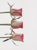 Buy Three rose buds on white background at AllPosters.com