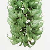 Flowers of a jade vine