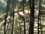 Sunbeams shining through beech forest