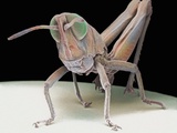 Buy Grasshopper nymph at AllPosters.com
