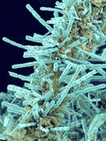 Buy Marine Diatom at AllPosters.com