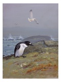 A Painting of The, Now Extinct, Great Auk