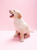 Labrador puppy