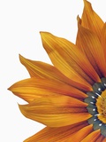 Treasure flower