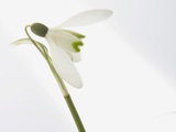 Buy Snowdrops (Galanthus nivalis), close-up at AllPosters.com