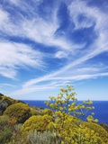 Buy Giant fennel and tree spurge on Stromboli Island at AllPosters.com