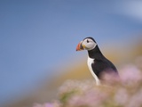 Buy Atlantic puffin in the Shetland Islands at AllPosters.com