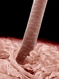 Buy Human hair at AllPosters.com