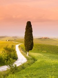 Buy Cypress Tree by Dirt Road at Sunset at AllPosters.com
