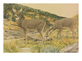 Buy A Painting of a Buck and a Doe Arizona White-Tailed Deer at AllPosters.com