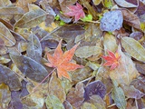 Leaves on ground covered in frost