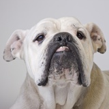 Bulldog