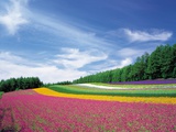 Endless Garden Of Flowers