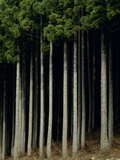 Buy Japanese cedar forest, Akita Prefecture, Japan at AllPosters.com