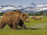 Buy Grizzly Bears at Hallo Bay in Katmai National Park at AllPosters.com