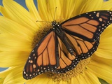 Monarch Butterfly on sunflower
