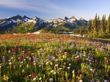 Tatoosh range behind wildflowers in field