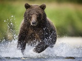 Brown Bear Fishing for Spawning Salmon at Geographic Harbor