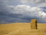 Buy Italy, Tuscany, Stacked bales of straw on corn field at AllPosters.com