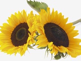 Two sunflowers (Helianthus annuus), close-up