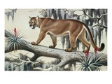 A Puma Slinks Along a Log in Moss-Hung Everglades