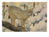 Buy A Painting of a Canada Lynx Standing on Fallen Tree Trunk at AllPosters.com