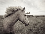 Horses in Field