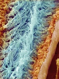 Buy Sperm in rat testes at AllPosters.com