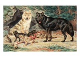 Gray and black wolves interbreed and raise their pups in Alaskan cave