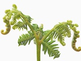 Buy Fern sprouts at AllPosters.com